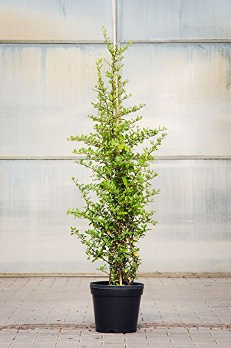 Feuerdorn Red Column, 100-125 cm, im Topf (7,5 Liter), Hecke weiß blühend, Solitär Busch für Sonne, Halbschatten und Schatten, Gartenpflanze winterhart, Pyracantha Red Column