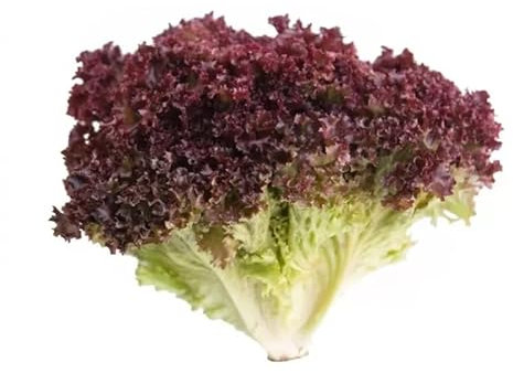 Semi LATTUGA LOLLO ROSSO In Busta Ermetica MADE IN ITALY Qualità superiore con 95% di germogliazione con istruzioni