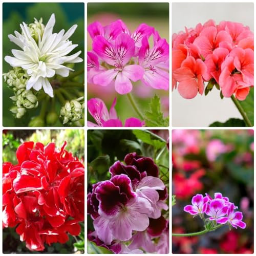 300 pcs geranien pflanzen samen - garten samen winterfeste pflanzen für balkon geranie,Pelargonium hortorum, zimmerpflanzen wenig lichtbedarf zimmergewächshaus anzucht