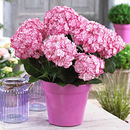 Bauernhortensie 'Miss Saori'® - Der topf / 1.3L / 3-5 äste / Lieferhöhe 20-25cm