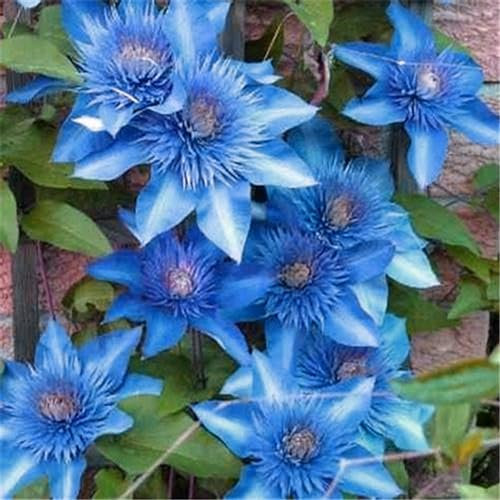 YGHESFDE Clematis knollen winterhart mehrjährig,clematis pflanze winterhart mehrjährig,clematis zwiebeln-4zwiebeln-A