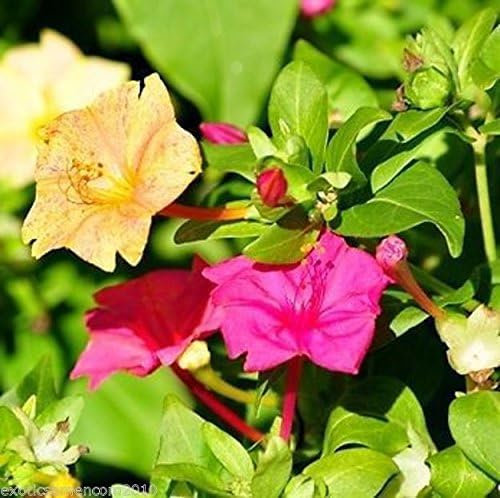 Herrlich duftende Wunderblume Mirabilis jalapa 10 Samen