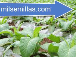 Semillas de tabaco virginia spain 600