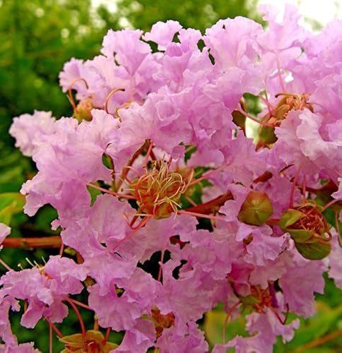 Chinesische Kräuselmyrte Turenne 30-40cm - Lagerstroemia indica