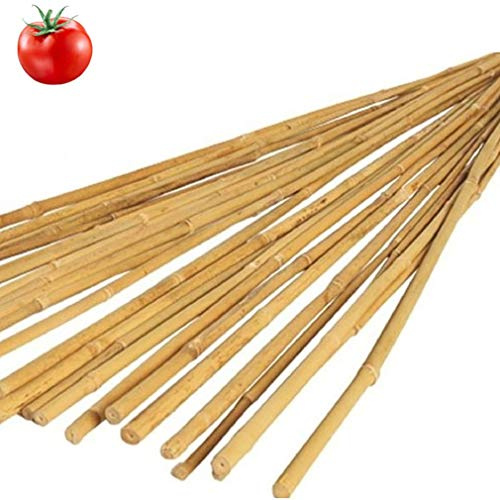 Vialca N 50 CANNE di Bamboo Altezza 2,40MT Diametro 2-2.2CM per Piante ORTICOLE POMODORI TUTORI per Piante in Bamboo THAILANDESI
