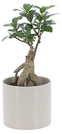 KENTIS - Bonsaï Ficus Ginseng/Retusa - Vraies Plantes d'Intérieur - Vrai bonsaï - Pot de Ø 12 cm