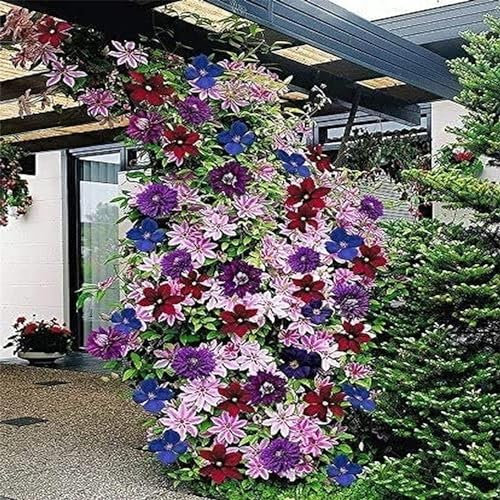 Clematis Zwiebeln, Winterhart Pflanzen, Winterhart, Einfach Zu ZüChten, Die Lebendige FrüHlingsblumen In Den Garten Bringen, Winterhart Zwiebeln,WunderschöNe Clematis-Pflanzen, 4zwiebeln-F