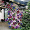 Clematis Zwiebeln, Winterhart Pflanzen, Winterhart, Einfach Zu ZüChten, Die Lebendige FrüHlingsblumen In Den Garten Bringen, Winterhart Zwiebeln,WunderschöNe Clematis-Pflanzen, 4zwiebeln-F