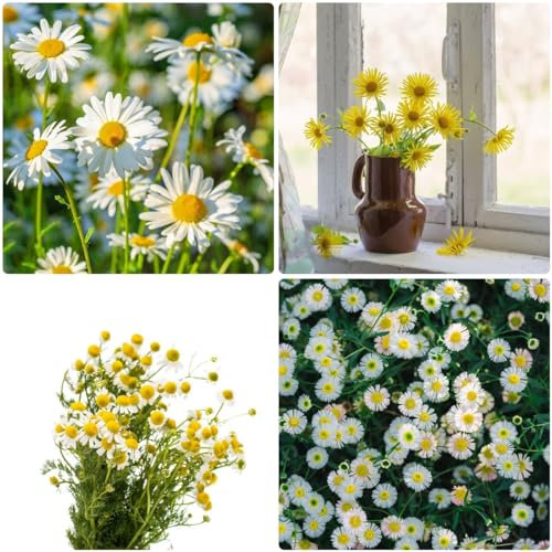 500 pz semi di camomilla - semi da giardino per la cucina semi da giardino semi di camomilla, Matricaria recutita piante in vaso autunnali resistenti o semi di erbe decorazione