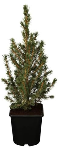 Picea glauca 'Conica' 20-30 cm - Zuckerhutfichte, immergrün, kegelförmig, ideal für Kübel und Rabatten, pflegeleicht, winterhart