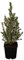 Picea glauca 'Conica' 20-30 cm - Zuckerhutfichte, immergrün, kegelförmig, ideal für Kübel und Rabatten, pflegeleicht, winterhart
