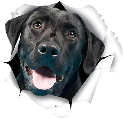Autoaufkleber 25cm(9.8 Inch) Labrador Aufkleber Lustig Black Labrador Car Sticker Schwarzer Labrador Haustier Hund Wasserdichte Aufkleber Personalisieren 3D Zerrissen Reflektierende Aufkleber