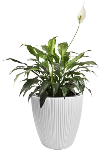 B2C Flowerpot Ridged Planter with removable insert Indoor Outdoor Modern Vertical grooves textured for home office patio garden decoration (White, W40cm x H40cm)