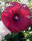 10 graines de Belle Red Hardy Hibiscus!