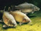 YMXCNM 1000 Piece Puzzle, Classic Wooden Underwater Carp Puzzle, Expert Skill Level, Ages 12 And Up, 1000 Pcs