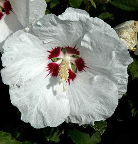 Rosen Eibisch Red Heart 60-80cm - Hibiscus syriacus