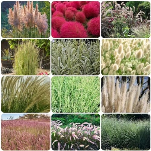 100 pcs ziergräser ziergras samen winterhart mehrjährig gartenarbeit balkonpflanzen Miscanthus sinensis luftreinigende zimmerpflanzen pflanztöpfe büropflanzen ausgefallene geschenke