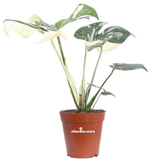 Pianta di Monstera Thai Constellation pianta da interno Pianta di Monstera variegta pianta rara pianta ornamentale di Monstera pianta tropicale pianta vera venduta da eGarden.store (Vaso 17 cm)