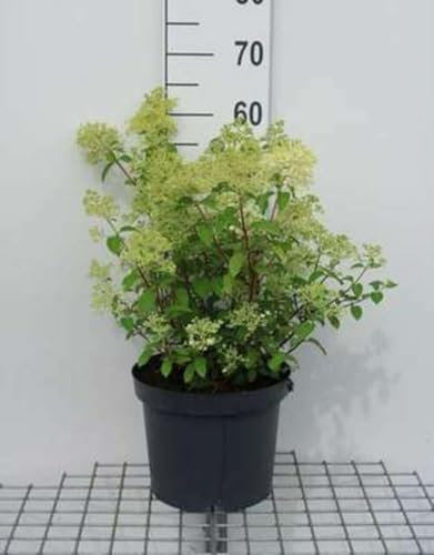 Hydrangea pan. 'Bobo'® - Rispenhortensie Bobo 50-60 cm Container