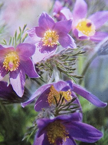 Pulsatilla vulgaris - Küchenschelle - gewöhnliche Küchenschelle