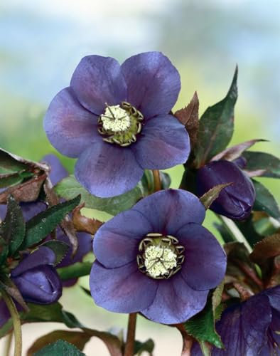 Helleborus x orientalis 'Blue Lady' ca. 11x11 cm Topf - Lenzrose, blaue Blüten, Blütezeit Februar-April, ideal für schattige Beete, winterhart, pflegeleicht