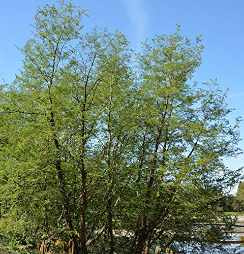 Antarktische Scheinbuche 60-80cm - Nothofagus antarctica - lebende Gartenpflanze aus den Baumschulen