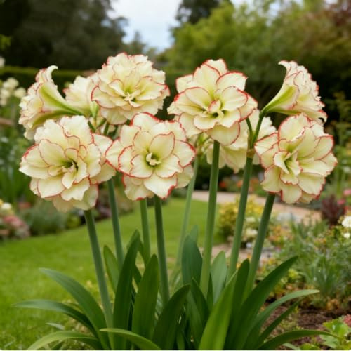 Amaryllis wurzeln/Natürliches Wachstum // Schnellwachsend/Kälte- und dürreresistent -2 Rhizome-H