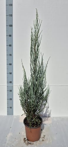 Ginepro Juniperus ‘Blue Arrow’ - Pianta Vera di Cipresso Azzurro in Vaso - Giulian Giovani Piante