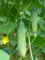 20 ++ Bio-Thai Gurkensamen