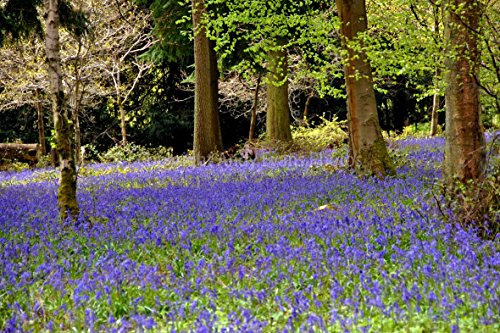 Eine 45,7 x 30,5 cm Fotografieren Hochwertiger Fotodruck der Glockenblumen Basildon Park Lesung Berkshire England UK Landschaft Foto Farbe Bild