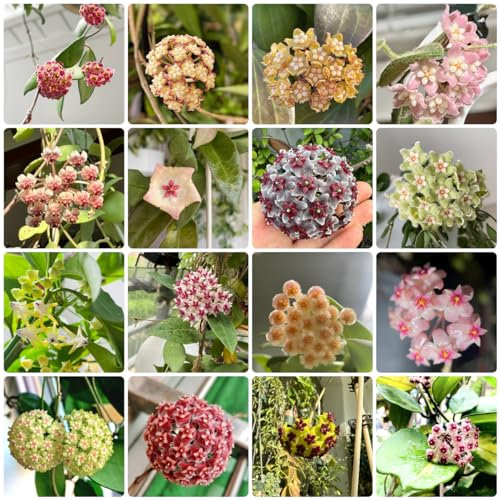 200 pcs hoya pflanze kaufen samen, hoya carnosa pflanze, blumenbeet, steingartenpflanzen winterhart hoya samen blumen balkon, bonsai samen wildblumenwiese, kletterpflanzen winterhart