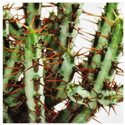 Euphorbia aeruginosa - Wolfsmilch - kleine Pflanze im 5,5cm Topf