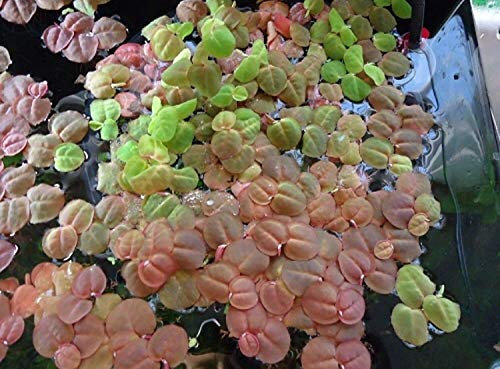 Aquarium Fan Schwimmende Wolfsmilch/Phyllanthus fluitans - x30 Wasserpflanzen