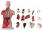 ERNZI Torso, Anatomisches Medizinisches Torso Modell 13 Teile, Menschliches Torso Modell 28cm Modell Mit Abnehmbaren Organen Für Klassenschüler