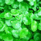 100 Dichondra Repens Rasensamen Geld Gras hängen dekorative Gartenpflanzen tun Blumensamen
