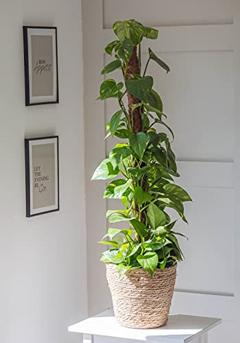 Extra Large Devil’s Ivy Climbing House Plant Air Purifying Easy to Grow Ceylon Creeper Climber Easy to Grow Your Own 1x 13cm Potted Plant by Thompson and Morgan