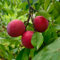 10 pcs Pflaumenbaum Samen - winterharte pflanzen für garten Mirabellenbaum Samen - Prunus salicina - obst samen büropflanzen pflanzensamen zimmerpflanzen obstbäume exotische pflanzen