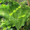 farne winterhart samen, seltene pflanzen kräuterpflanzen stauden winterhart mehrjährig geschenke für gartenfreunde bonsai samen farn pflanze für balkon winterharte kübelpflanzen 150pcs