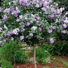 HIBISCUS SYRIACUS purple ROSE OF SHARON winterhart 10 Samen