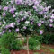 HIBISCUS SYRIACUS purple ROSE OF SHARON winterhart 10 Samen