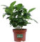 Pianta del Caffè Pianta di Coffea Arabica pianta da interno pianta ornamentale di Coffea Arabica pianta vera del Caffè venduta da eGarden.store