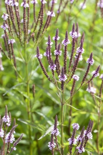 Verbena hastata 'Pink Spires' ca. 9x9 cm Topf - Scheinverbene, rosa Blüten, Blütezeit Juli-September, ideal für Rabatten, bienenfreundlich, pflegeleicht