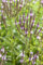 Verbena hastata 'Pink Spires' ca. 9x9 cm Topf - Scheinverbene, rosa Blüten, Blütezeit Juli-September, ideal für Rabatten, bienenfreundlich, pflegeleicht