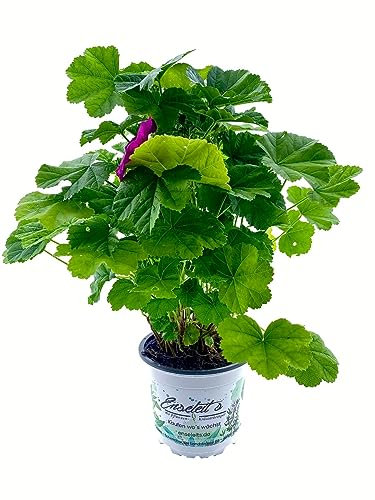 Mauretanische Malve, Malva mauritania, Stauden Pflanze