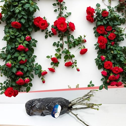 Rosa rampicante rossa a radice nuda resistente Paul Scarlet - Colore audace per bordi del giardino, siepi di sentieri, espositori a traliccio e paesaggistica