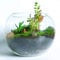 Handmade Clear Glass Sphere 25 cm Vase Fish Tank Turtle Jar Bowl Aquarium