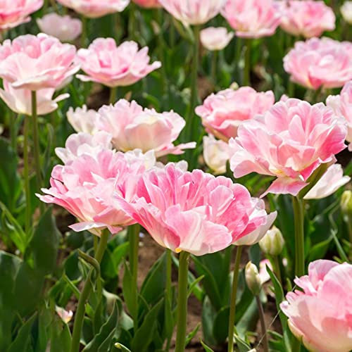 Tulpenzwiebeln Winterhart MehrjäHrig Blumenzwiebeln Garten Pflanzen Balkon Blumen Geschenk Gartendeko FüR DraußEn FrüHlingsblumen Zwiebeln Tulpen Bodendecker 2 Rosa Tulpen Blumenzwiebeln