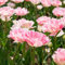 Tulpenzwiebeln Winterhart MehrjäHrig Blumenzwiebeln Garten Pflanzen Balkon Blumen Geschenk Gartendeko FüR DraußEn FrüHlingsblumen Zwiebeln Tulpen Bodendecker 2 Rosa Tulpen Blumenzwiebeln