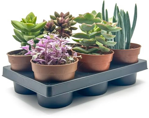 Box 6 Piante Grasse e Succulente Senza Spine, Vaso Ø 5.5cm, Piante da Interno Assortite, Decorative e Facili da Curare
