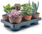 Box 6 Piante Grasse e Succulente Senza Spine, Vaso Ø 5.5cm, Piante da Interno Assortite, Decorative e Facili da Curare